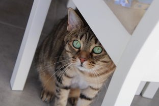 肆意温馨，感动万千：西蒙的猫动画片合集带你走进爱与友谊的奇妙世界