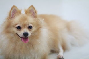 (宠物集结官网)揭秘宠物集结地——宠物乐园的兴起与挑战