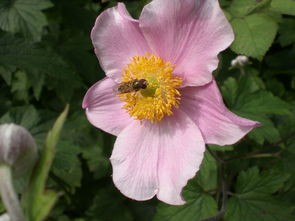 (花开易梦阁什么时候出来呀)花开易梦阁，还能玩吗？——深度解析与常见问答