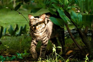 (猫三国阵容推荐)猫三国，一场以猫为主角的奇幻三国大冒险