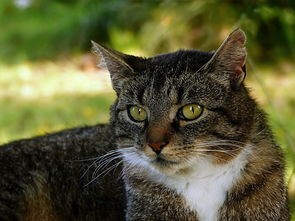 (猫三国阵容推荐)猫三国，一场以猫为主角的奇幻三国大冒险