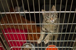 (电脑桌面宠物猫咪怎么弄的)电脑桌面宠物猫，虚拟宠物的新潮流