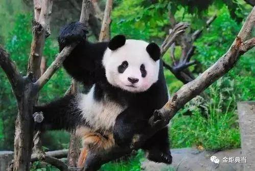 招财熊猫免费版下载-招财熊猫官网下载v.0.63