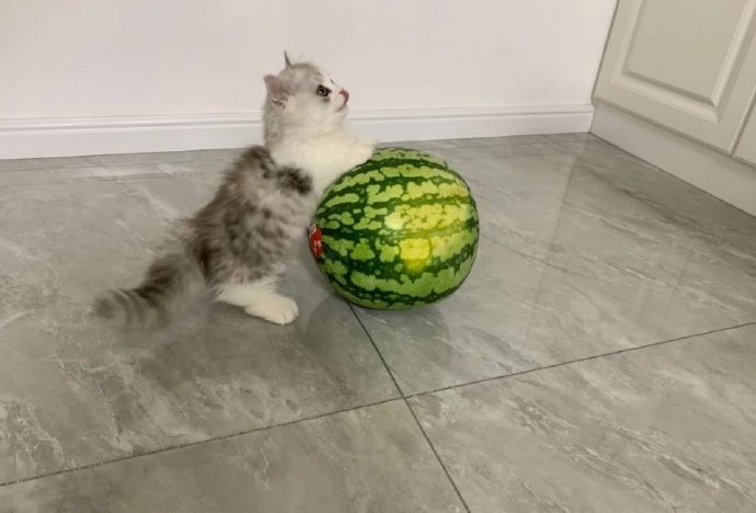 猫和西瓜版2024下载-猫和西瓜下载手机版v.1.48