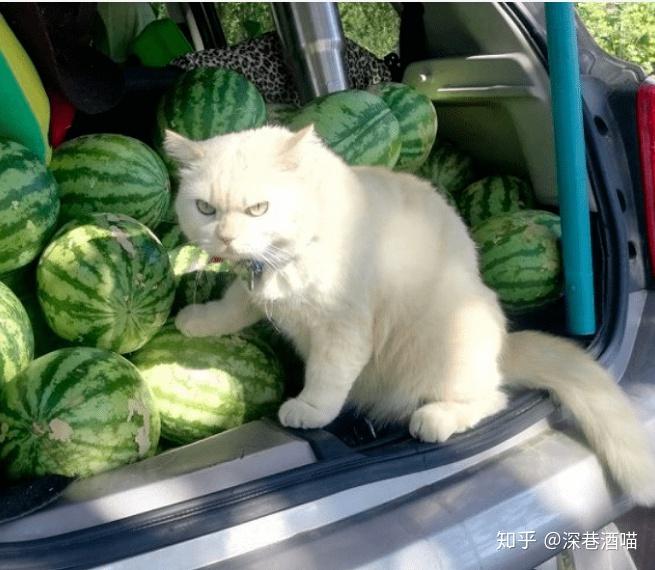 猫和西瓜版2024下载-猫和西瓜下载手机版v.1.48